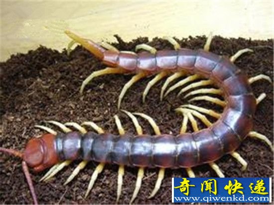 史前怪兽巨型蜈蚣竟是外星生物?惊呆了!