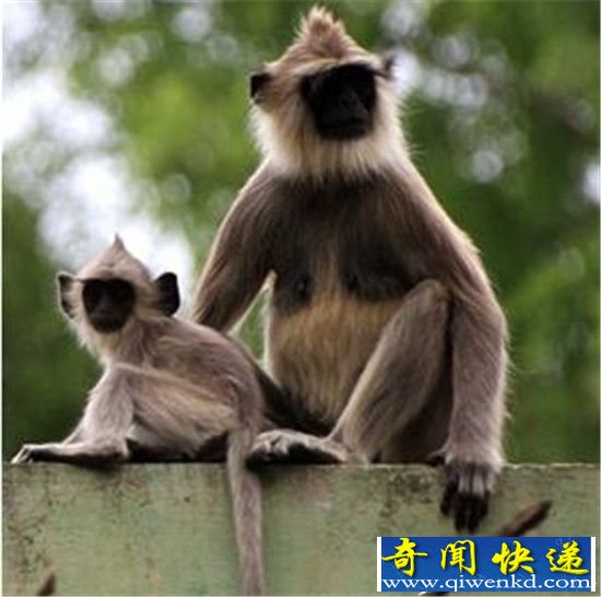 动物界十大坏妈妈大盘点 叶猴亲自杀死自己幼子