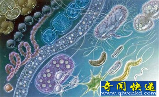 全球十大怪异动物大盘点 庞贝蠕虫与水熊虫上榜