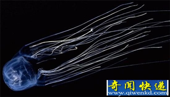 全球十大动物杀手:美人鱼杀人靠色诱