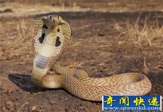 全球十大动物杀手:美人鱼杀人靠色诱