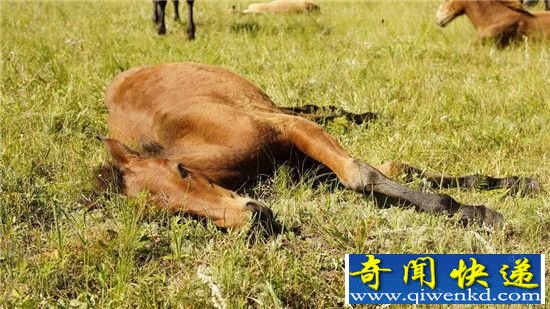 自然界奇怪睡姿为保命 马是怎么睡觉的?