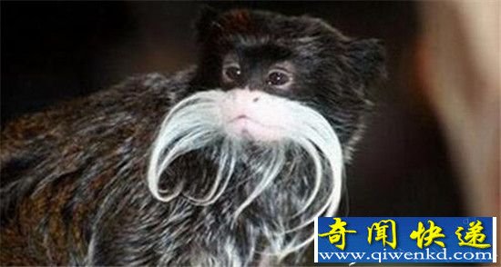 世界上十大最古怪生物盘点 墨西哥火蜥蜴长相骇人!
