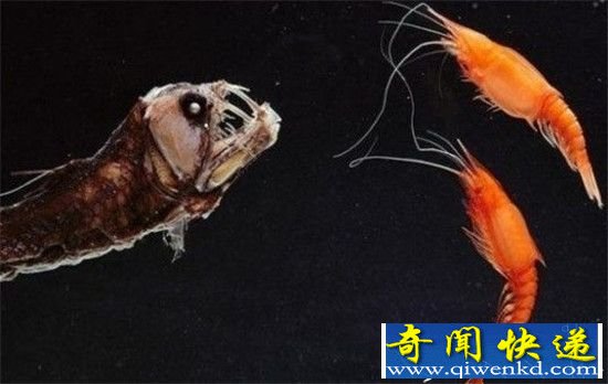 动物界十大长相怪异的动物 你绝对没见过!