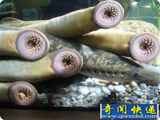 全球十大雷人的奇特动物:星鼻鼹鼠似外星人