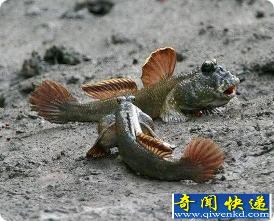 全球十大雷人的奇特动物:星鼻鼹鼠似外星人