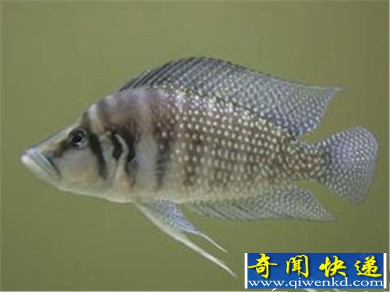 ļ䲻ֻ ܼס12