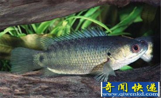 神秘杀手鱼能爬上陆地 反杀掠食者!