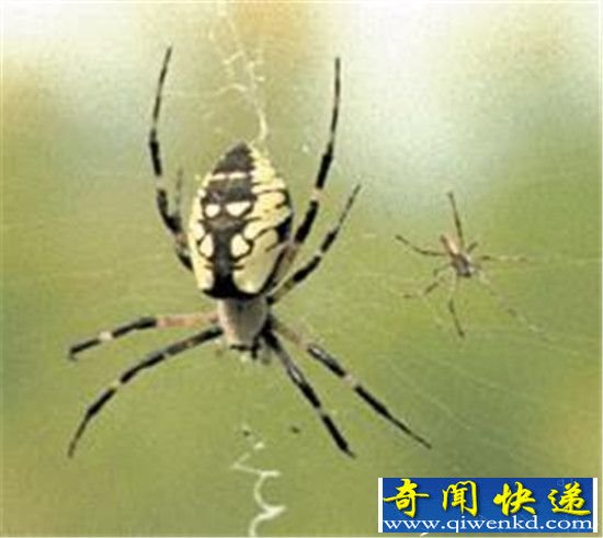 ֩룡ɺж