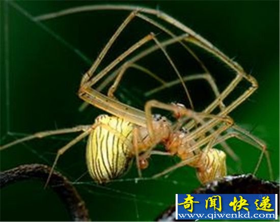 ֩룡ɺж