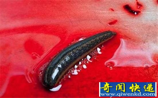 动物界十大恐怖之王 狮子老虎相比之下弱爆了