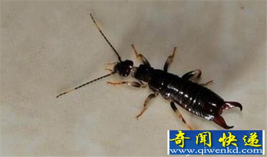 动物界十大恐怖之王 狮子老虎相比之下弱爆了