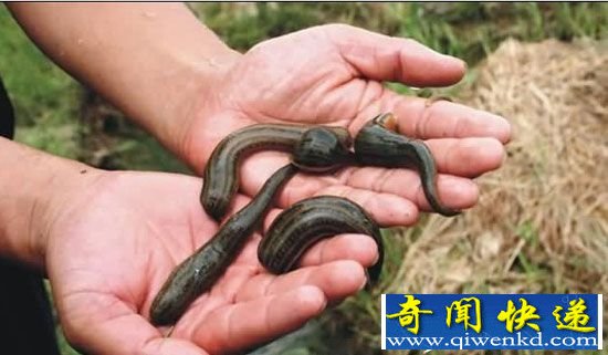 全球十大最嗜血恐怖动物排行榜 吸血虫专吃人血