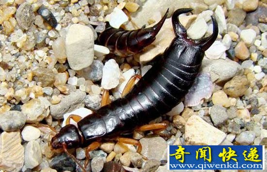 全球十大最嗜血恐怖动物排行榜 吸血虫专吃人血