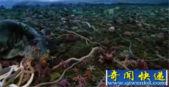 南极巨虫吞食海豹全过程曝光 3米巨虫恐怖异常