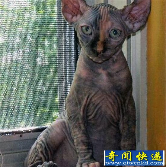 全球十大最奇葩喵星人盘点 猫也可以长这个样子?