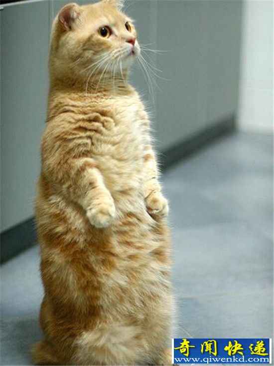 全球十大最奇葩喵星人盘点 猫也可以长这个样子?