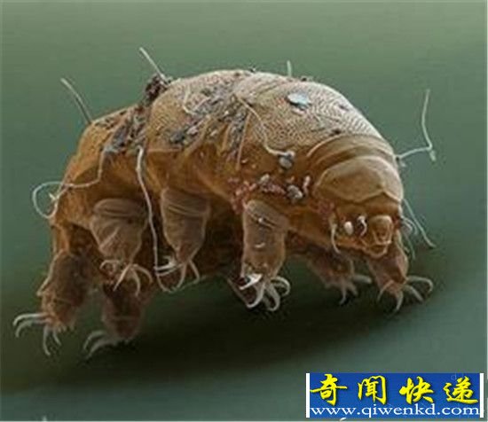 地球不死生物:杀不死的“水熊虫"