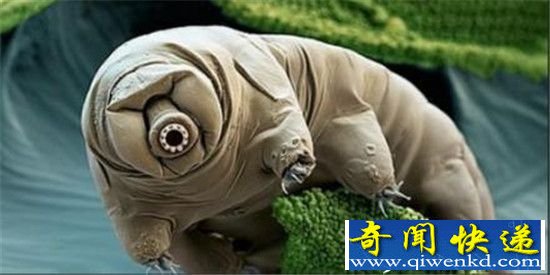 地球不死生物:杀不死的“水熊虫"