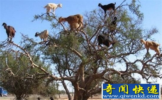 动物界四大神秘现象揭秘 天降飞鱼令人称奇