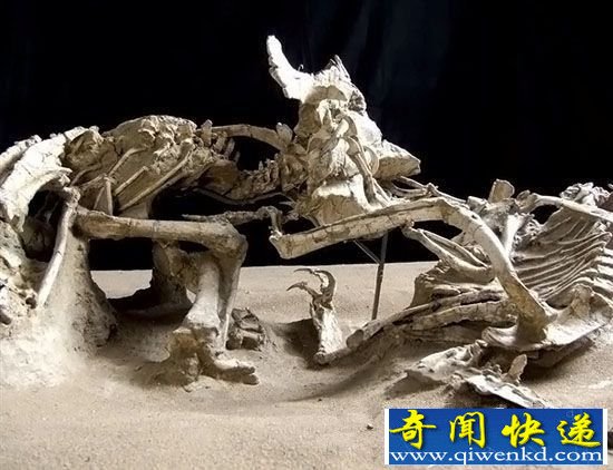 世界八大怪异的远古化石:蛇竟吞食恐龙?
