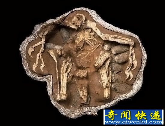 世界八大怪异的远古化石:蛇竟吞食恐龙?