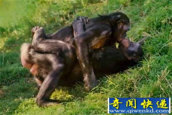 动物界十大同性恋动物盘点 同性可以繁衍后代?