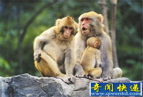 动物界十大同性恋动物盘点 同性可以繁衍后代?
