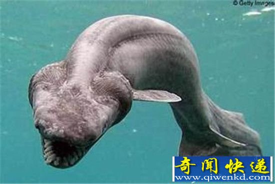 尼斯湖水怪真相大揭密 世界是最后一只恐龙