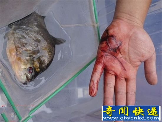 食人鱼竟有人当宠物养?宠物变祸害