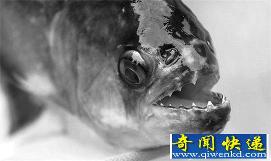 食人鱼竟有人当宠物养?宠物变祸害