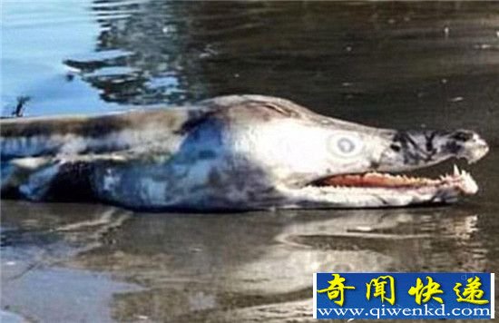 澳湖岸现酷似史前怪兽尸体 如鳄鱼海豚合体
