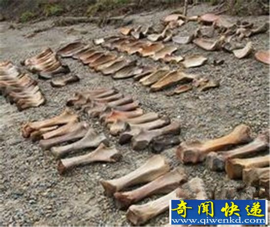 物种灭绝:猛犸象究竟死于何人之手?