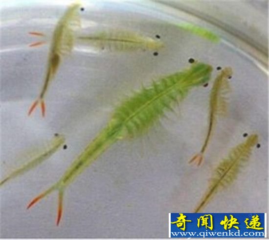史前动物仙女虾 比恐龙强百倍的存在!