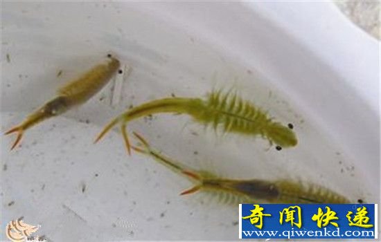 史前动物仙女虾 比恐龙强百倍的存在!