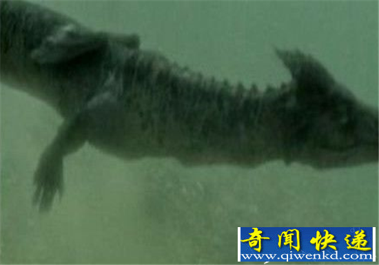 史前怪兽奥古布古揭秘 远古生物真实面目曝光