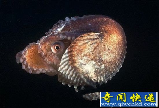 动物界奇葩的性行为 让人大跌眼镜!