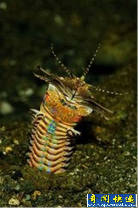 动物界恐怖的海底杀手 博比特虫将猎物瞬间撕碎