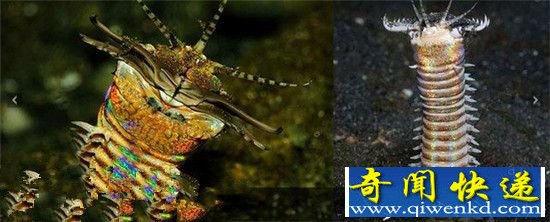 动物界恐怖的海底杀手 博比特虫将猎物瞬间撕碎