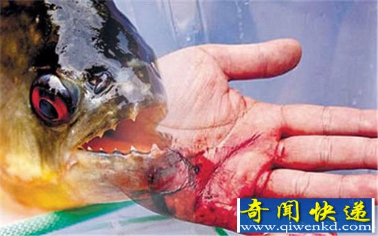 食人鱼到底多厉害?巨型食人鱼吃人只需1分钟