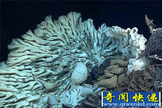 巨型海绵动物惊现夏威夷海岸 年龄逾千岁