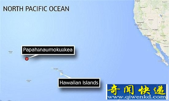 巨型海绵动物惊现夏威夷海岸 年龄逾千岁
