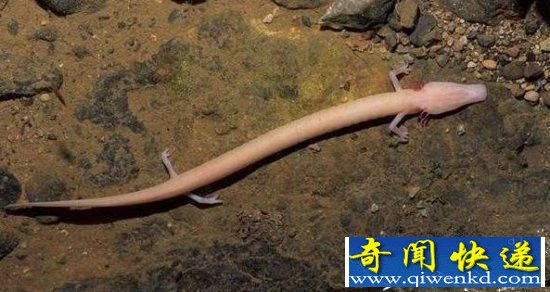 世界寿命最长古怪生物:蝾螈似龙存活100多年