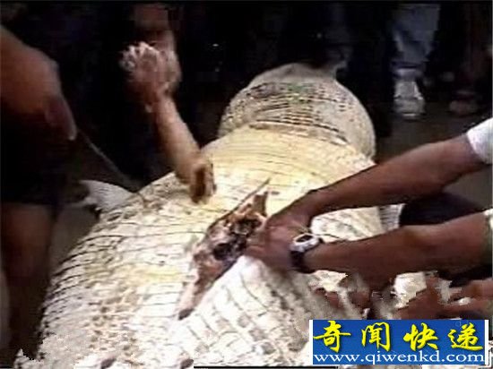 全球最大鳄鱼被捕 解剖发现肚内人尸残肢