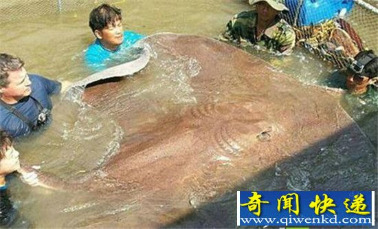 世界十大巨型恐怖水怪 竟然长这样?
