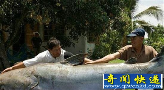 世界十大巨型恐怖水怪 竟然长这样?