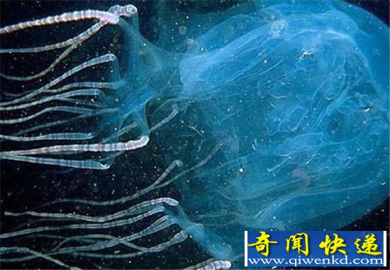杀人蝎大战毒蜘蛛双双死亡 动物界十大毒物