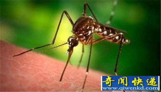 全球十大最疯狂动物杀手:每年感染7000万