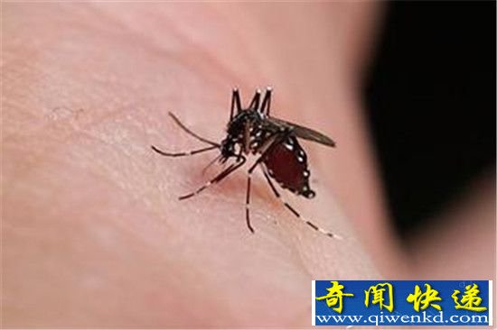 全球十大最疯狂动物杀手:每年感染7000万