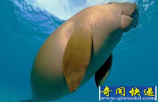 动物界十大动物长相怪异 似外星人后代!